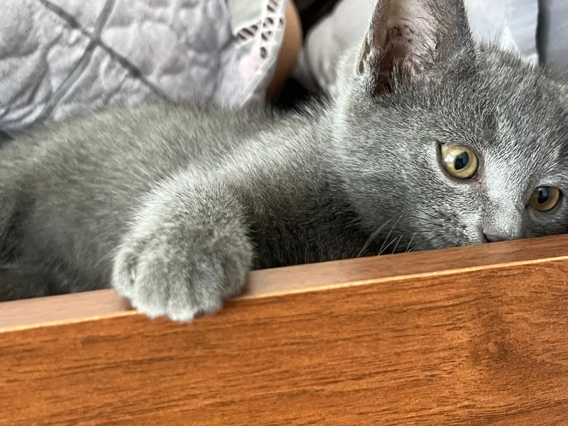 Породистый котенок 1 Породистый котенок 1