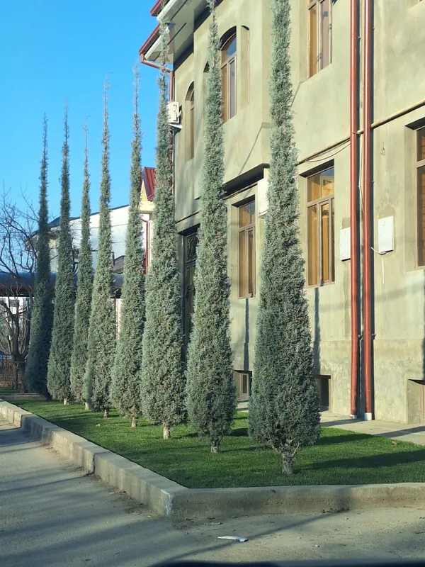 Arizonskiy kiparis Italyanskiy archalari sotiladi 1 Arizonskiy kiparis Italyanskiy archalari sotiladi 1
