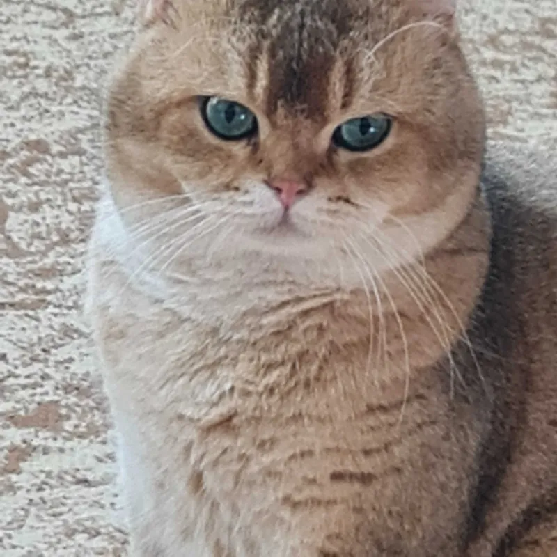 Британский короткошерстный