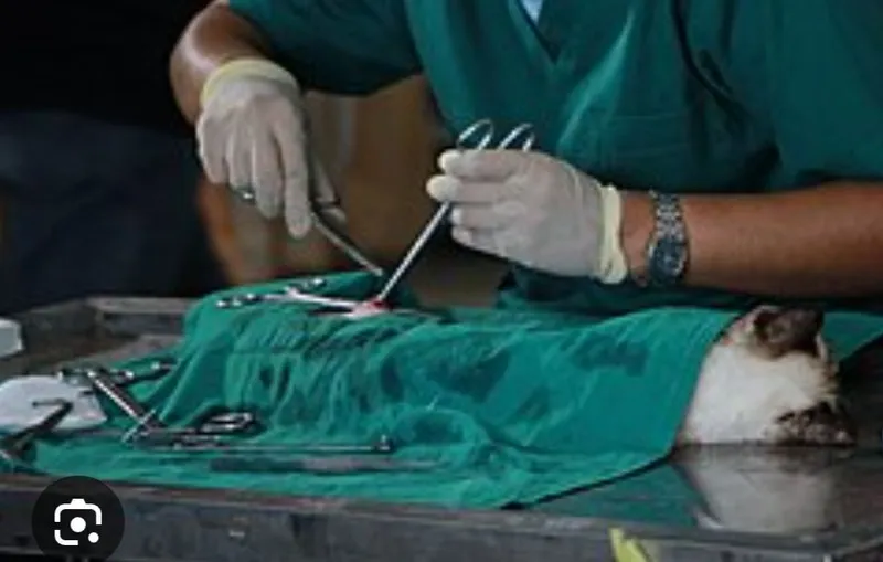 Malakali veterinariya xizmati Ilm shifa-VET 2