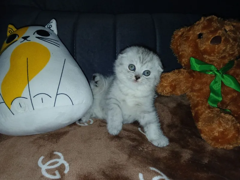 Котята вислоухий продаются — фото 1