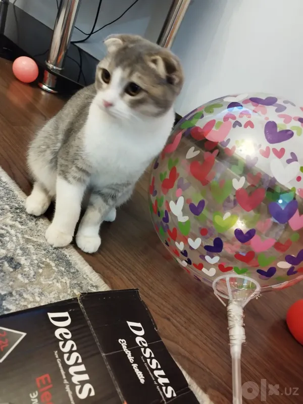 Скоттиш фолд киз 4 Скоттиш фолд киз 4