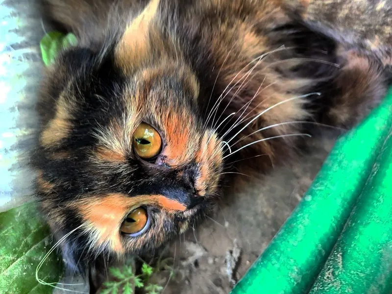 Котята 5 месяцев. — фото 1