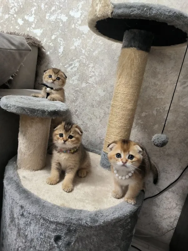 Прекрасные игривые котята — фото 5