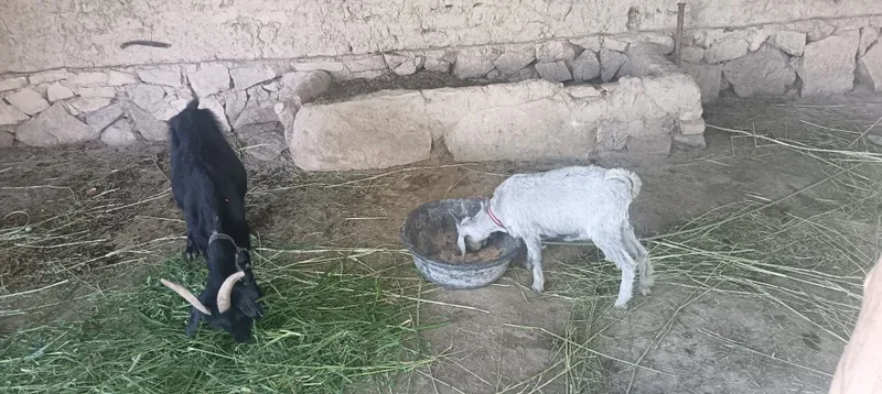 Echkilar sotiladi xolati juda zur 4 Echkilar sotiladi xolati juda zur 4