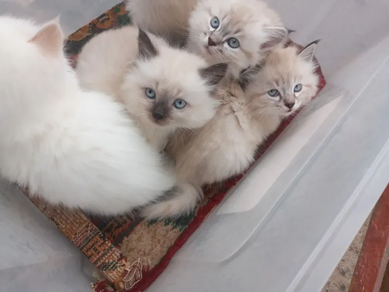 котята 4 котята 4