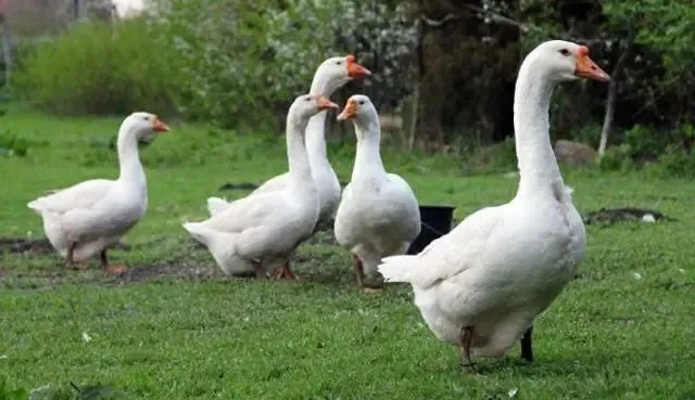 Гусь королевский