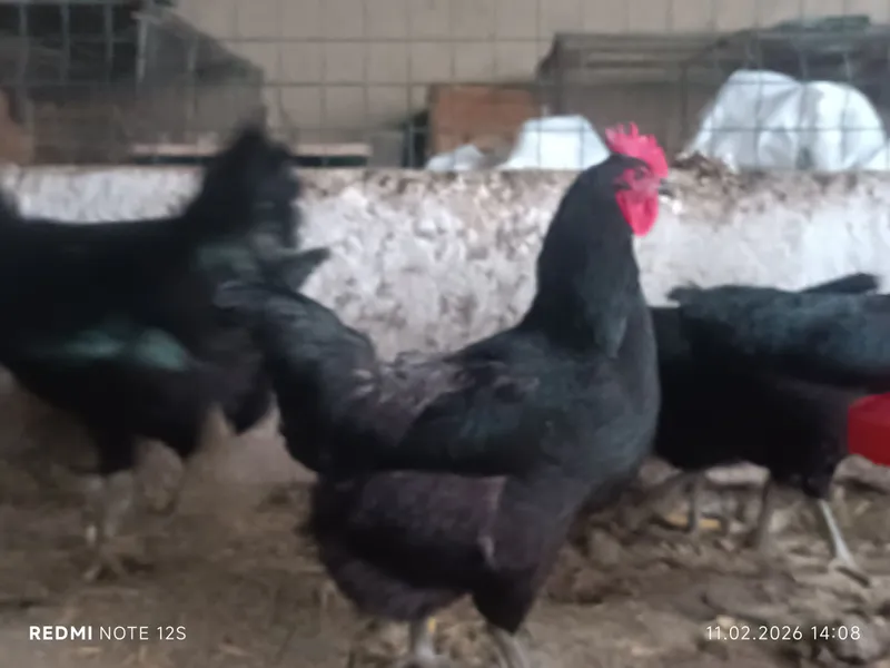 Qora shaxzoda gigant tuxum jo'jalariga zakaz olamiz — фото 4