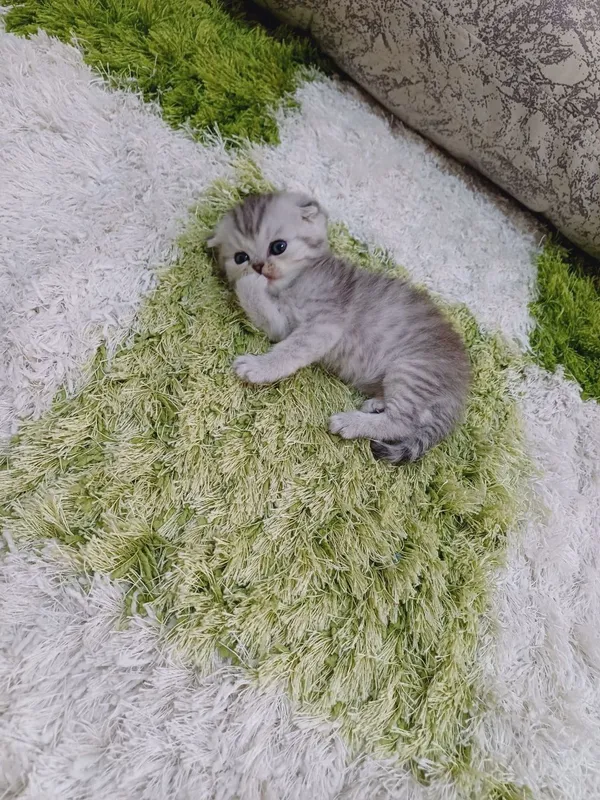 Продаются британские котята — фото 4