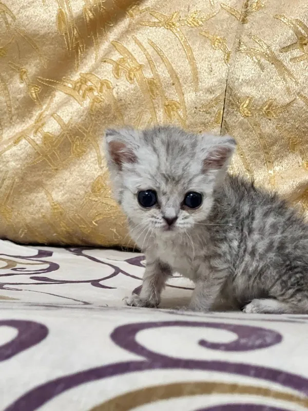 Mushukchani yaxshi qo‘llarga beraman) 2 Mushukchani yaxshi qo‘llarga beraman) 2