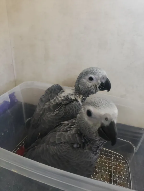 Jako sotiladi 2,5 oy 1 Jako sotiladi 2,5 oy 1