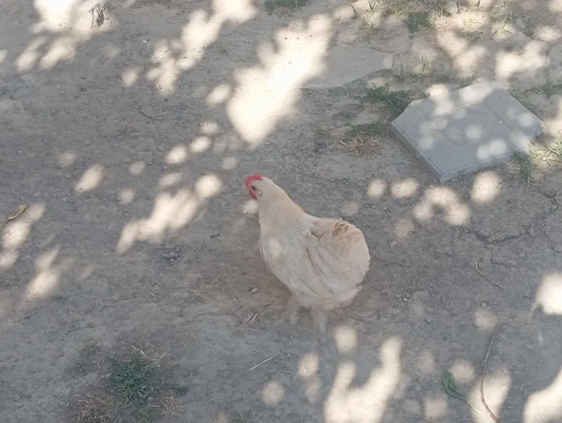 Yaponcha xoroz sotiladi 1
