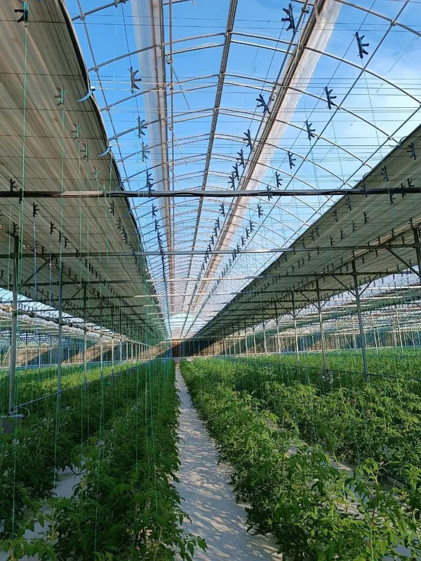 Иссикхона, теплица, парник 4