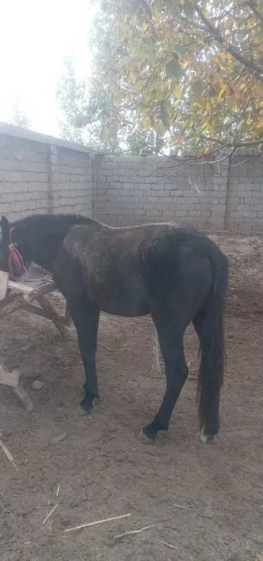 Свадьба, свадьба, свадьба 2