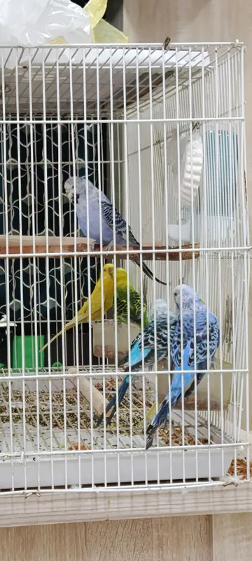 Продаются чешские попугаи 5