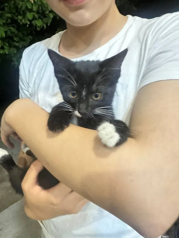 Котята в добрые и заботливые руки — фото 3