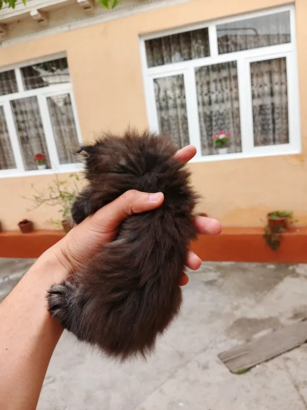 Mushukchalar sotiladi 1 ta qiz 1 ta oʻgʻil — фото 4