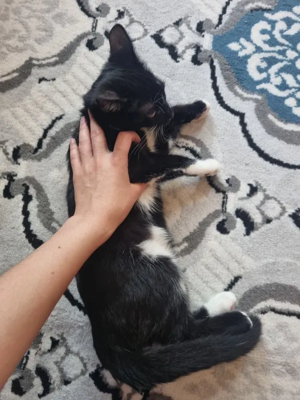 Котёнок отдаётся 4 месячный 5 Котёнок отдаётся 4 месячный 5
