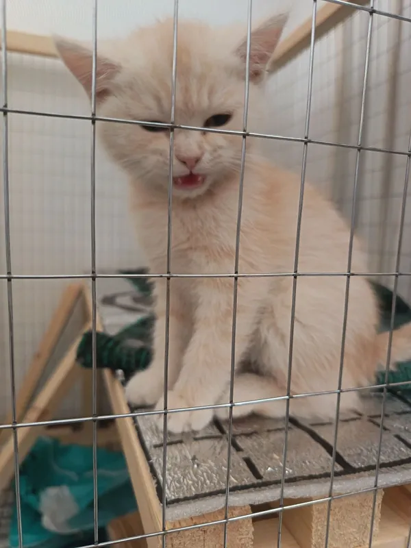 Mushuk o'g'il bola,Кошка мальчик — фото 3
