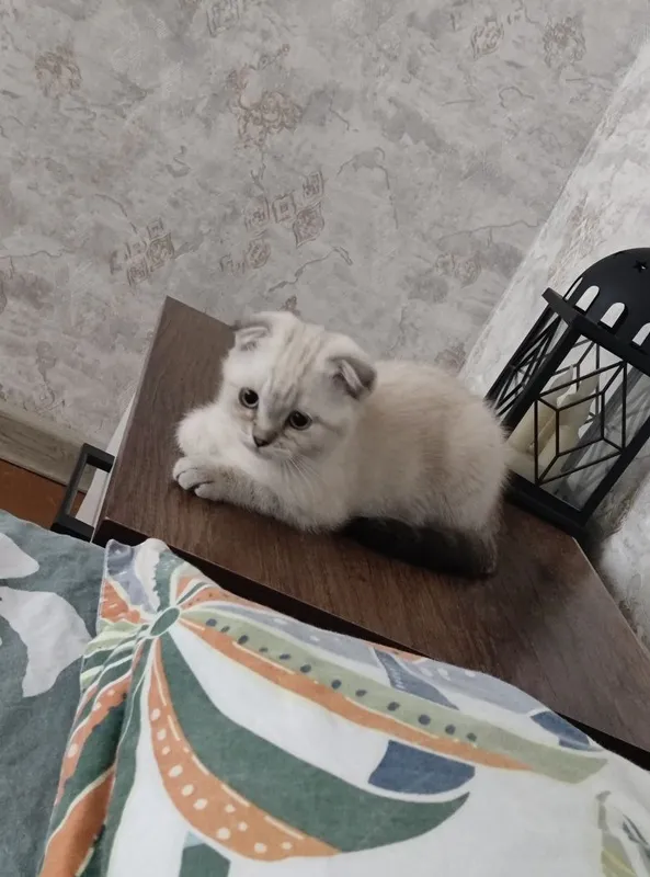 Продается котенок девочка скотиш фолд родилась 4 апреля 7