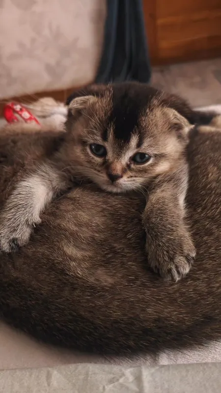 Продаётся кошка мальчик