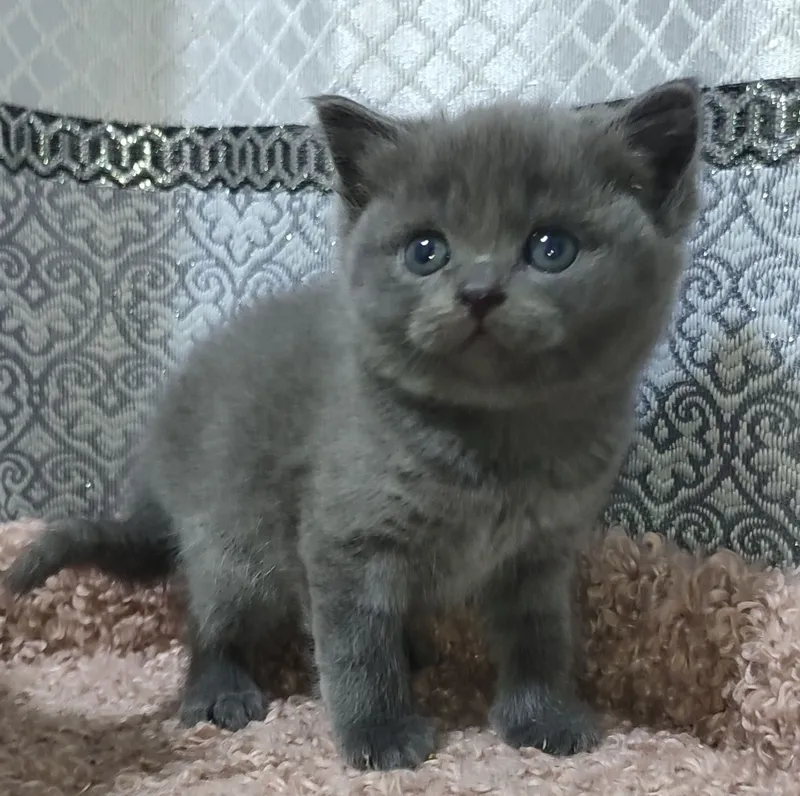 Продаются котята правильной вязки — фото 4