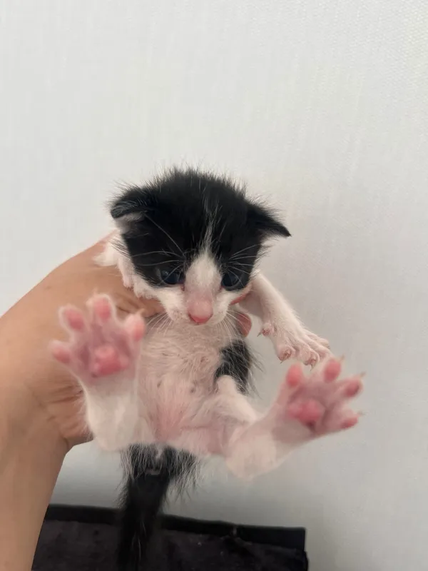 Маленькие котята 4 Маленькие котята 4