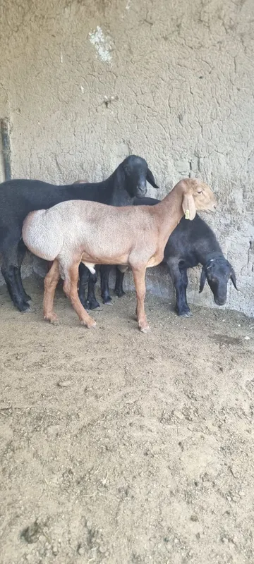 Qochqorlar sotiladi 2 Qochqorlar sotiladi 2