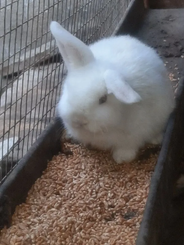Holland Lop (mini) — фото 1