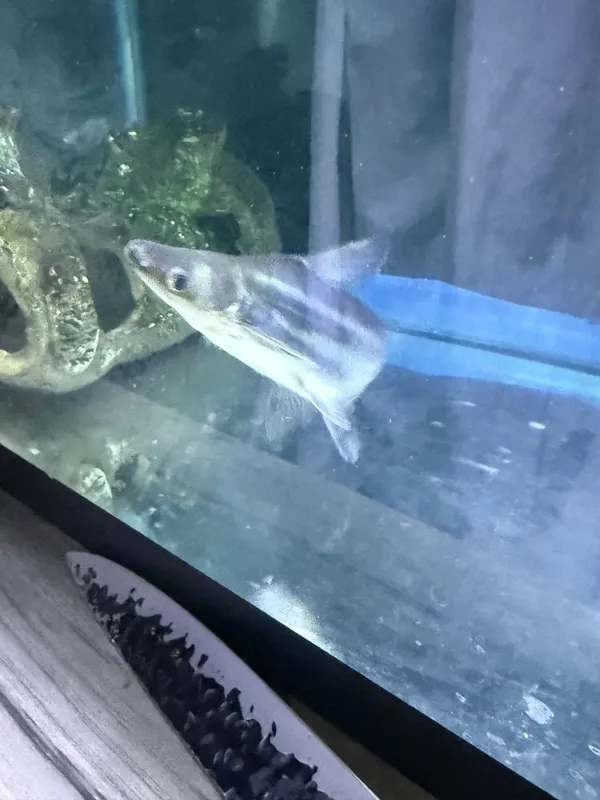 Pangasius пангасиус акула сом 2