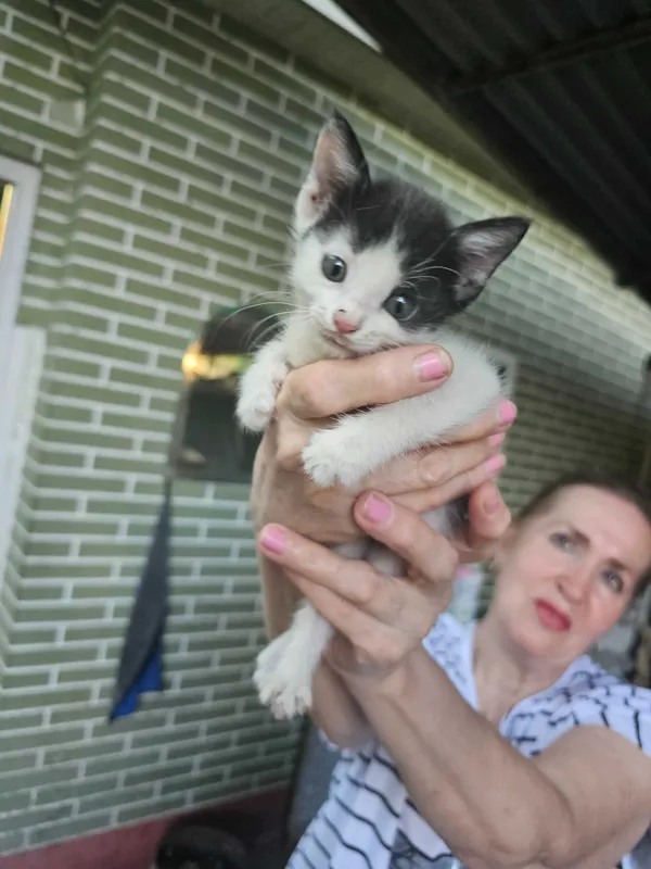 Котята в добрые руки 1 Котята в добрые руки 1
