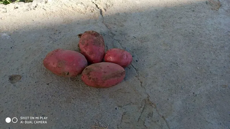 Bahorgi "Navillo" nomli qizil kartoshka