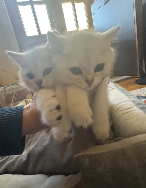 Котята Скотиш Страйт Серебристая Шиншилла — фото 2