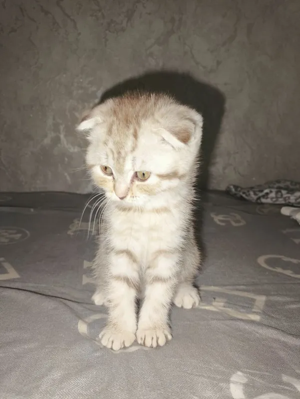 котята вислоухие — фото 4