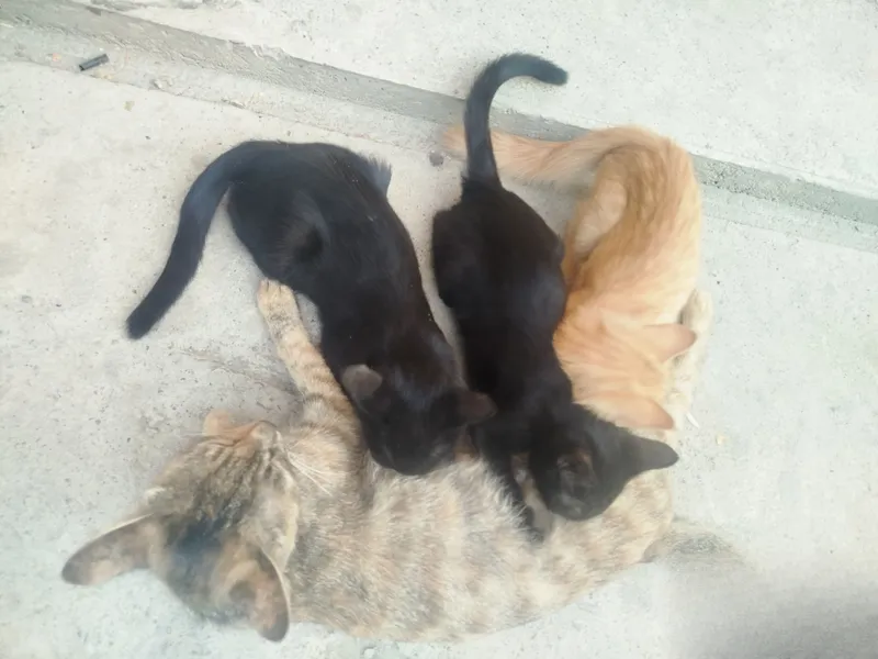 Продаются 3 котята, 5 Продаются 3 котята, 5