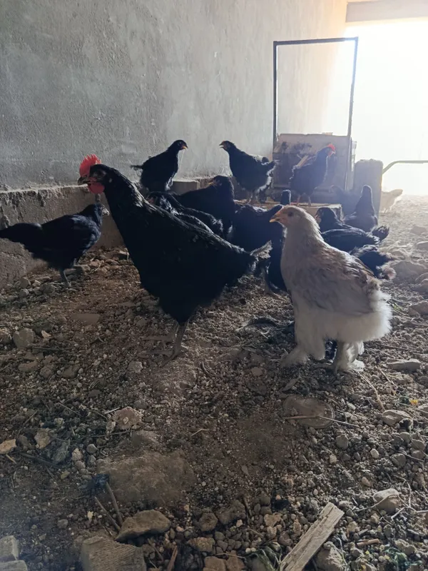 Jojala 3 oylik sog'lom 1 Jojala 3 oylik sog'lom 1