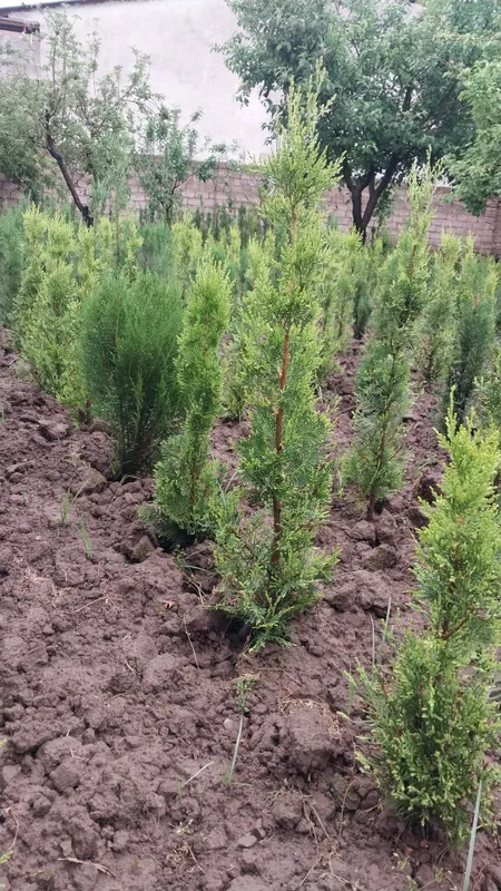 Euyonimus va Thuja gold rider — фото 3
