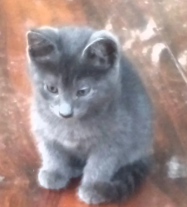 Котенок  породы  Русская  голубая