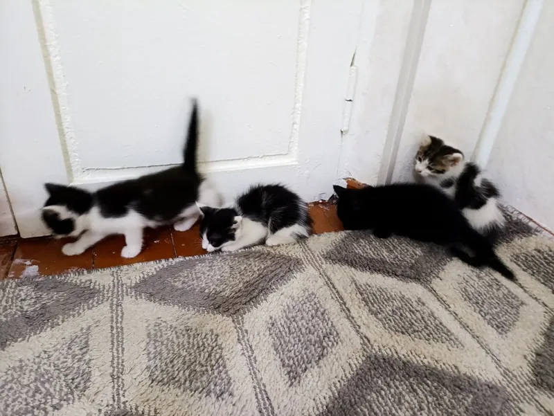 Kotyata, Mushuk котята мушук — фото 4