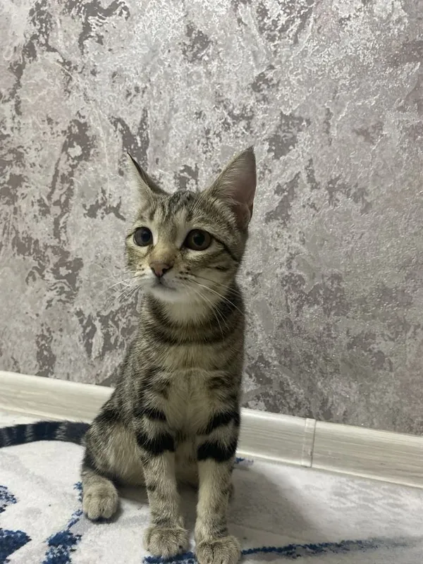 Кошка девочка бенгальская отдадим даром 2 Кошка девочка бенгальская отдадим даром 2