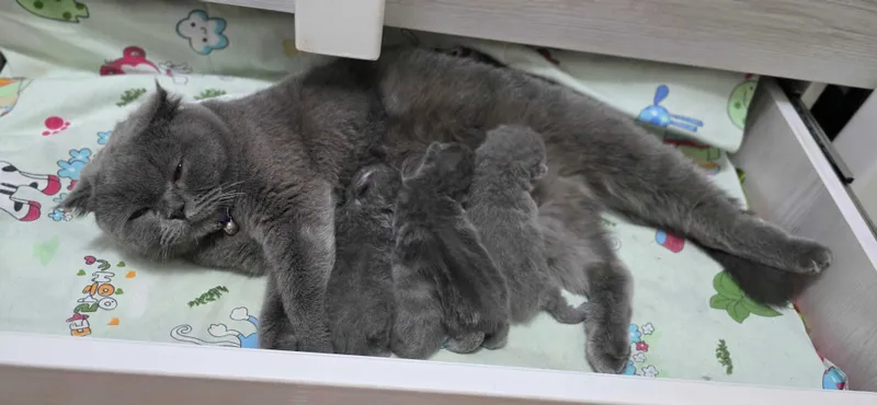Очаровательные котята голубые правильной вязки. Скоттиш — фото 4