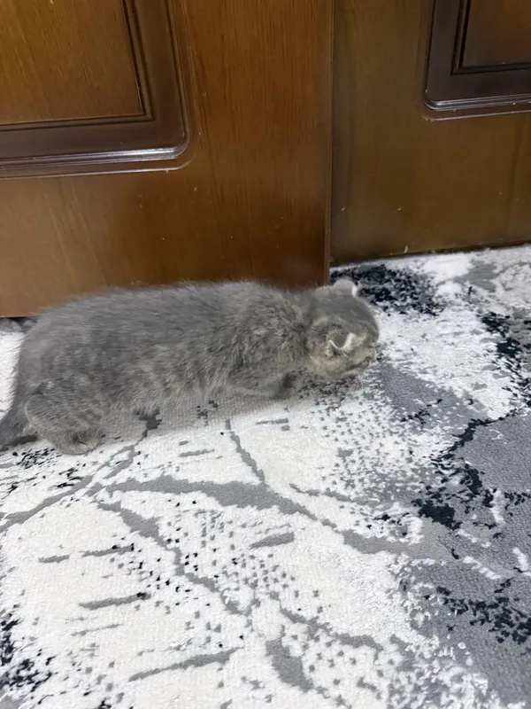 Котенок пародии Русско голубой — фото 2
