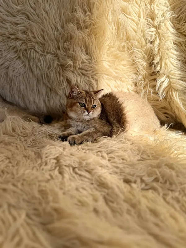 Шотландская вислоухая кошка 4 Шотландская вислоухая кошка 4