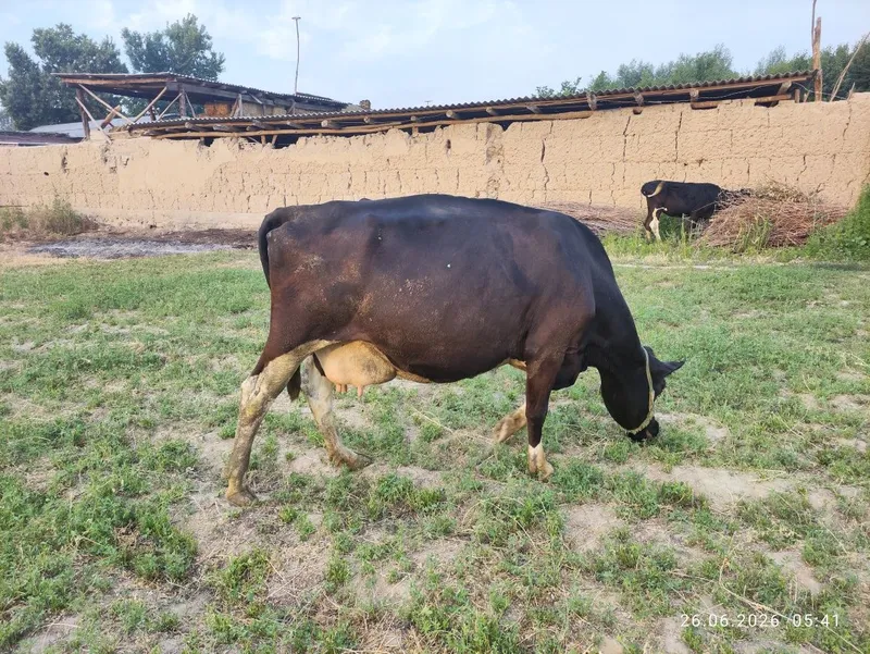 Golshtin qora ola 1 Golshtin qora ola 1