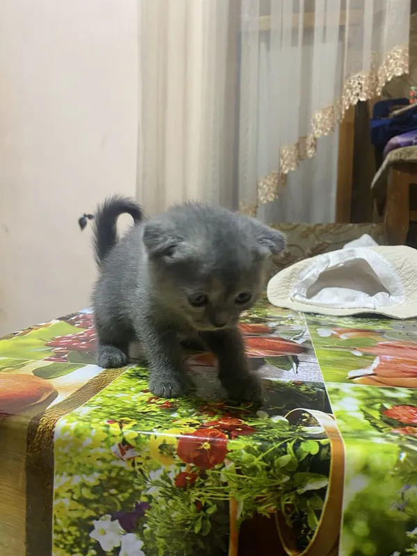 Продаю милого шотландского котёнка 2 Продаю милого шотландского котёнка 2