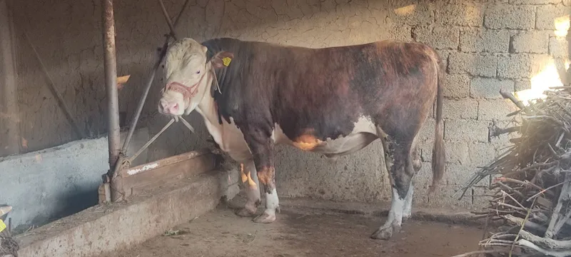 Buqa, novvos, hoʻkiz