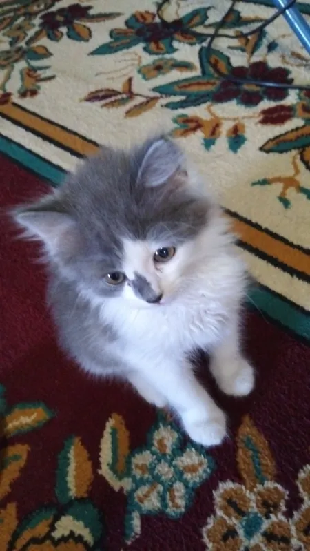 Котенок мальчик, зовут Филя,лоток знает,кушает ,2 месяца
