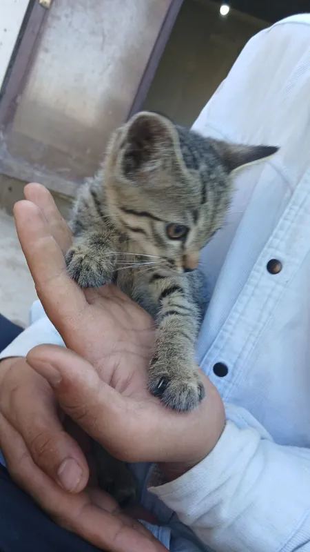 Mushuk Pishak Uy hayvon 6