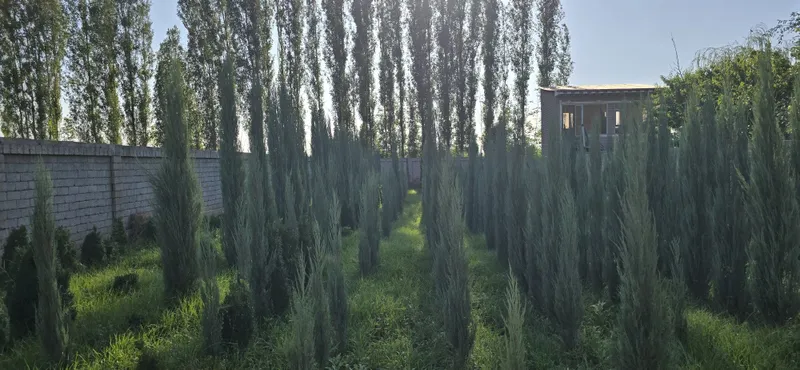 Archalar sotuda italya va mesni bor 5