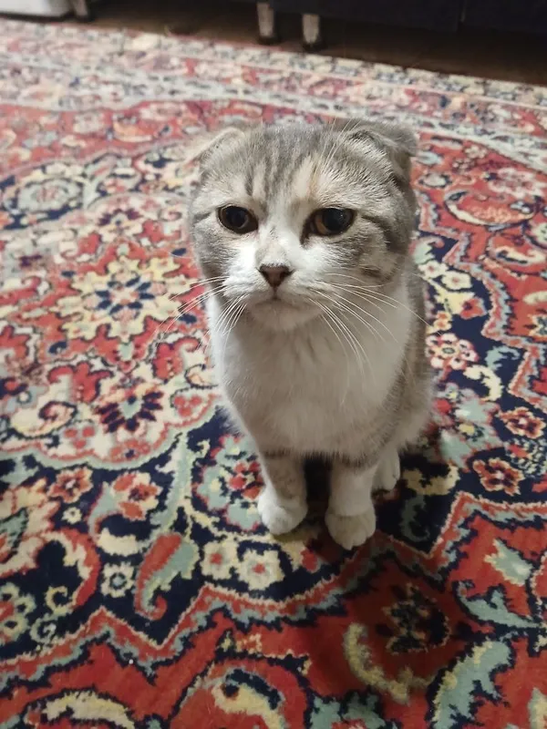 Скоттиш флод киз боласи — фото 1